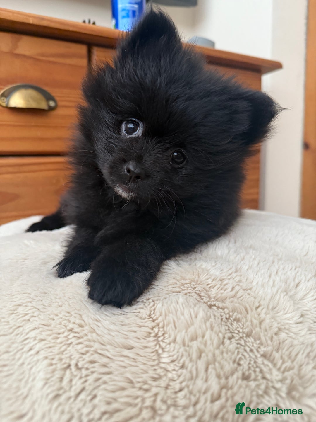 Pomeranian dogs for sale: Pomeranian Puppies For Sale - Image 3