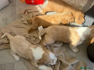 Cocker Spaniel dogs Cocker spaniel pups - Advert 5