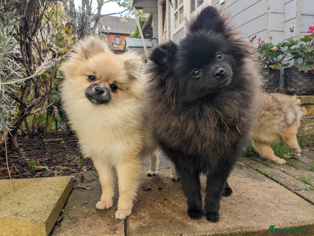 Pomeranian dogs for sale: Pom puppys with Kc reg , pedigree for sale - Image 1