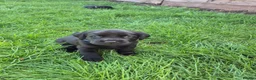 Labrador Retriever dogs for sale: Litter of 6 in Burton-on-Trent - Advert 5
