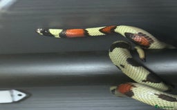 Snake reptiles for sale: Collection of snakes - Image 2