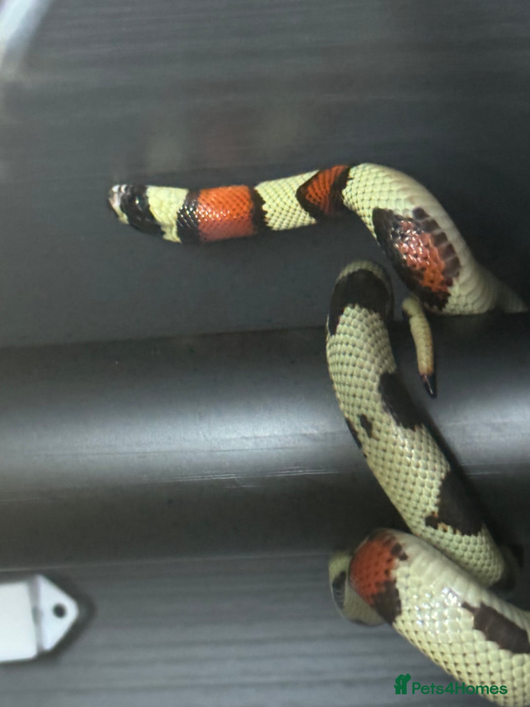Snake reptiles for sale: Collection of snakes - Image 2