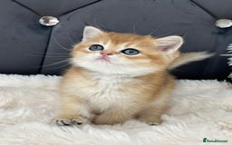 British Shorthair cats for sale: Ready to go Golden BSH Kittens Champ line  in March - Image 3