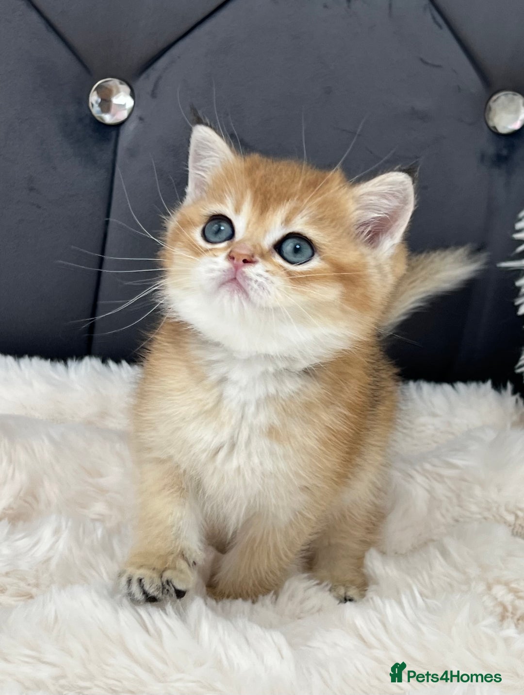 British Shorthair cats for sale: Ready to go Golden BSH Kittens Champ line  in March - Image 3