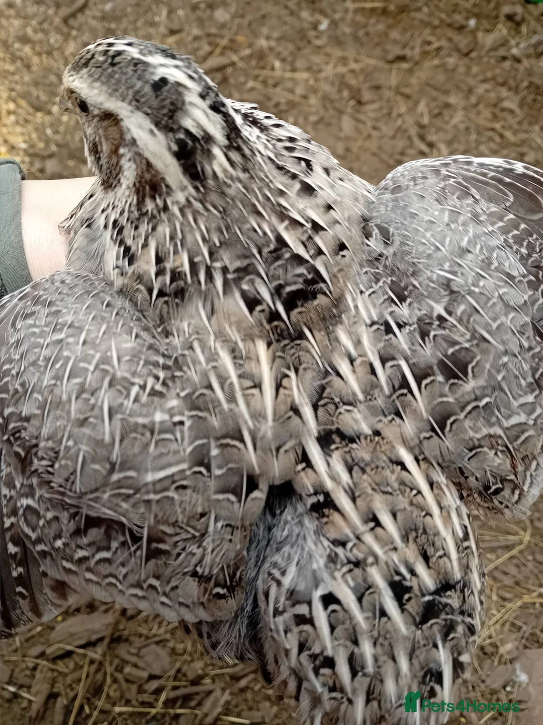 Quail poultry for sale: 6x Beautiful Coturnix Quail Ladies for Sale - Advert 1