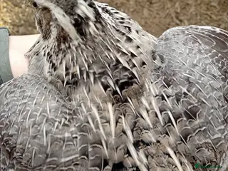 Quail poultry 6x Beautiful Coturnix Quail Ladies for Sale - Advert 5