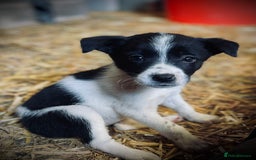 Mixed Breed dogs for sale: Collie x puppies - Image 8