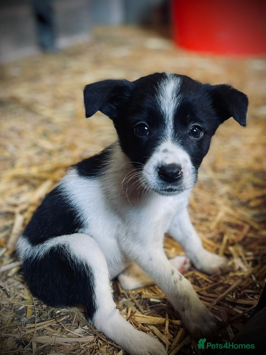Mixed Breed dogs for sale: Collie x puppies - Image 8
