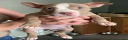 American Bully dogs for sale: Female American pocket bully puppy - Advert 17