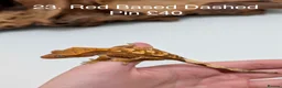 Gecko reptiles for sale: Stunning Mixed Morph Crested Gecko Babies! - Advert 20