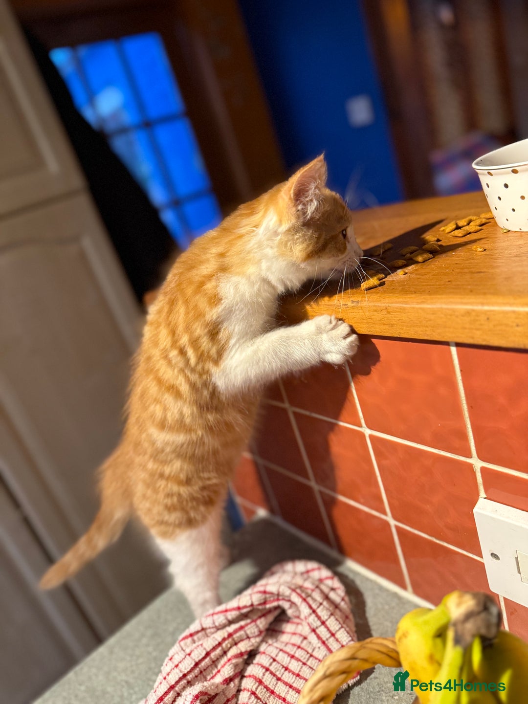 Mixed Breed cats for sale: A BOY AND A GIRL, READY NOW  - Image 8