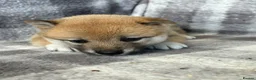 Japanese Shiba Inu dogs for sale: Stunning litter one boy three girls  - Advert 5