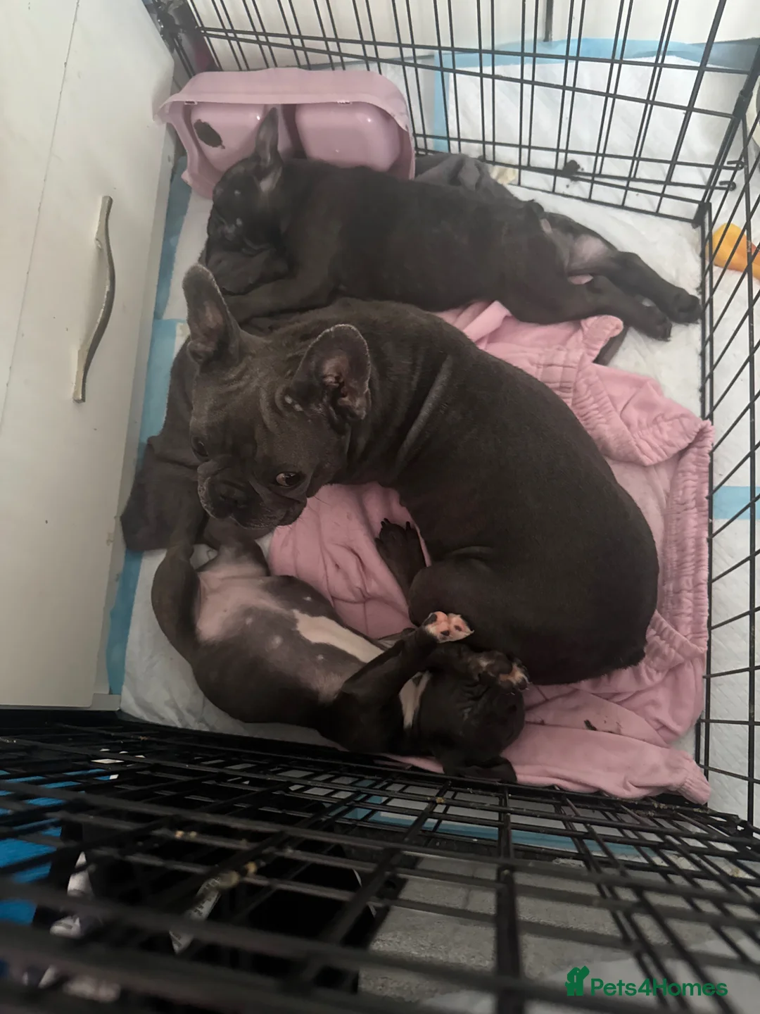 French Bulldog dogs for sale: 2 blue frenchies looking for their forever home - Advert 9