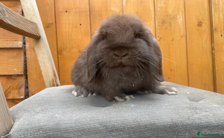 Mini Lop rabbits - Advert 1