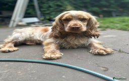Cocker Spaniel dogs for sale: Stunning litter of Show Cocker Spaniel Puppies - Image 18