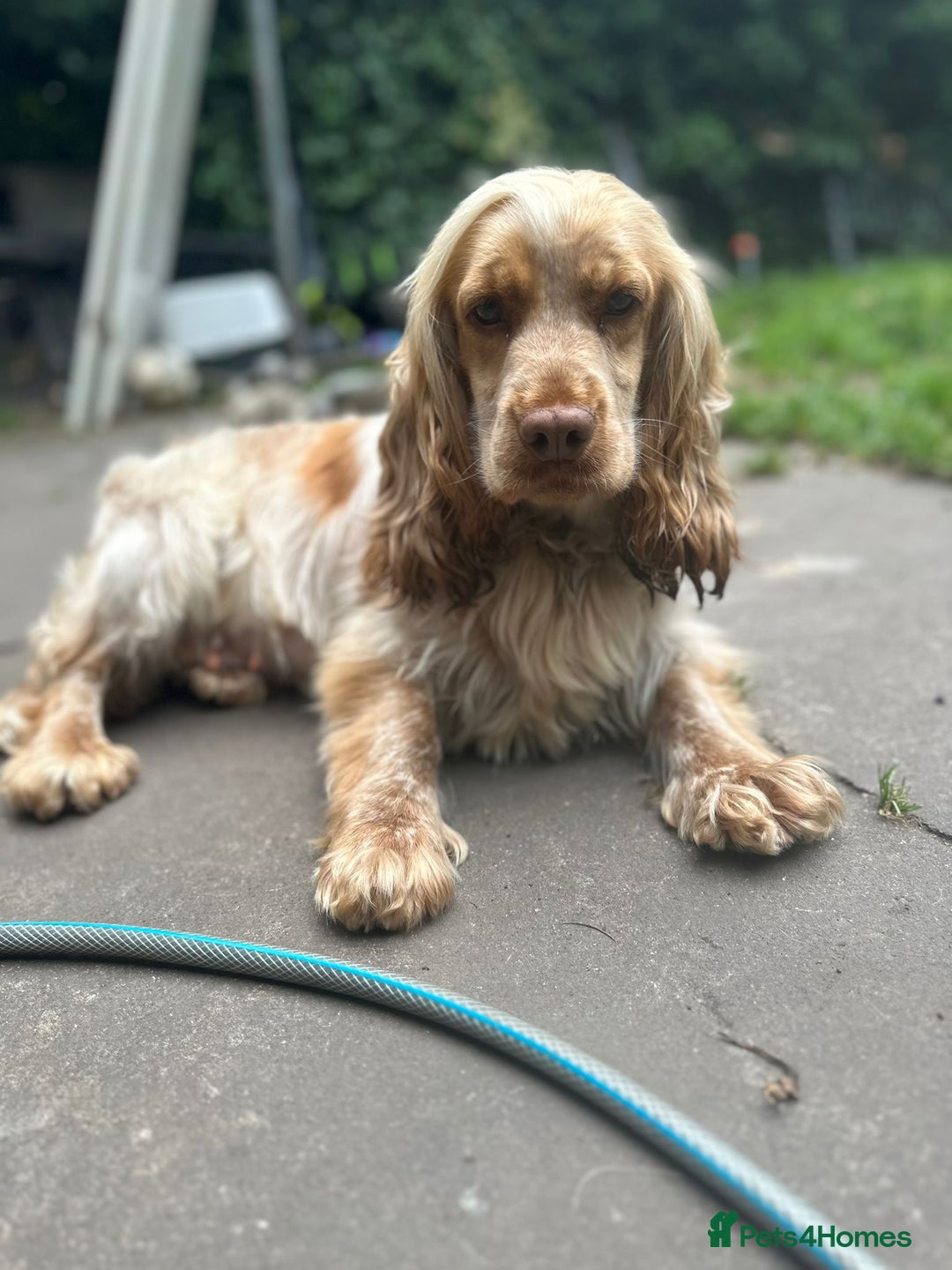 Cocker Spaniel dogs for sale: Stunning litter of Show Cocker Spaniel Puppies - Image 18