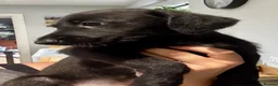 Mixed Breed dogs for sale: Gorgeous Whippet x Poodle puppies - Advert 14
