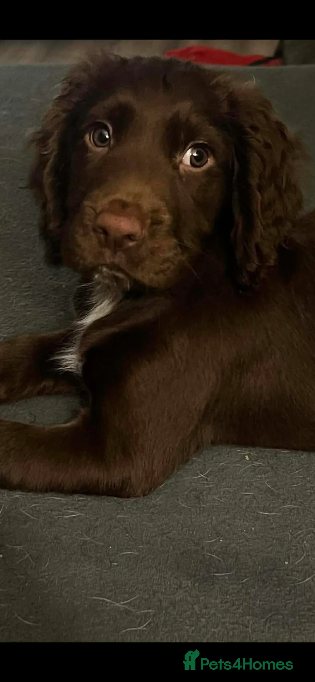Sprocker dogs for sale: Beautiful Sprocker Puppies Ready 30th December - Advert 34