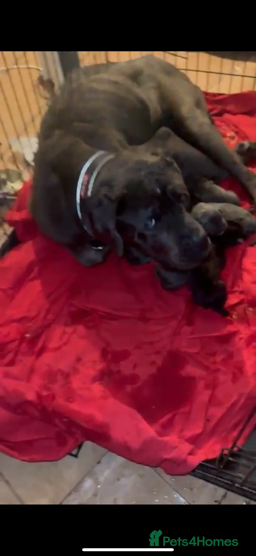 Cane Corso dogs for sale: Canecorso pups for sale - Advert 11