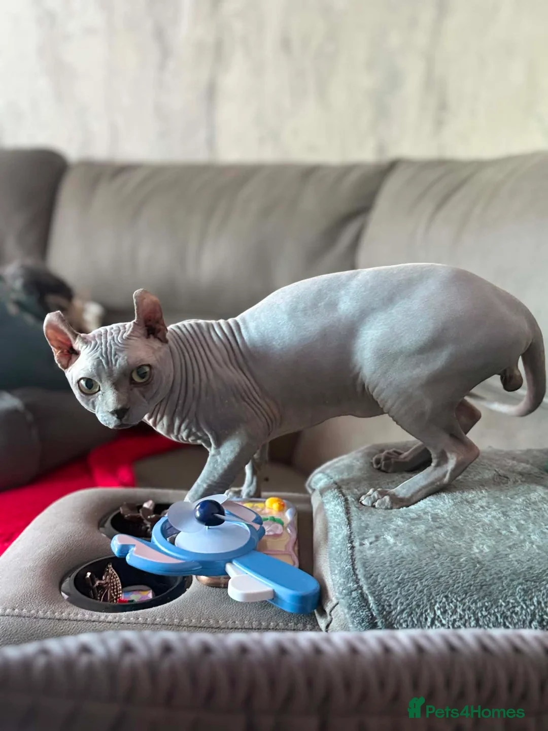 Sphynx cats for stud: Proven Blue Male Available for Stud - Advert 2