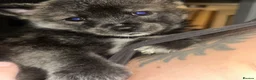 Mixed Breed dogs for sale: 5 adorable female chowskis  - Advert 10