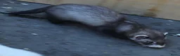 Ferret rodents for sale: Ferrets  in Castleford - Advert 2