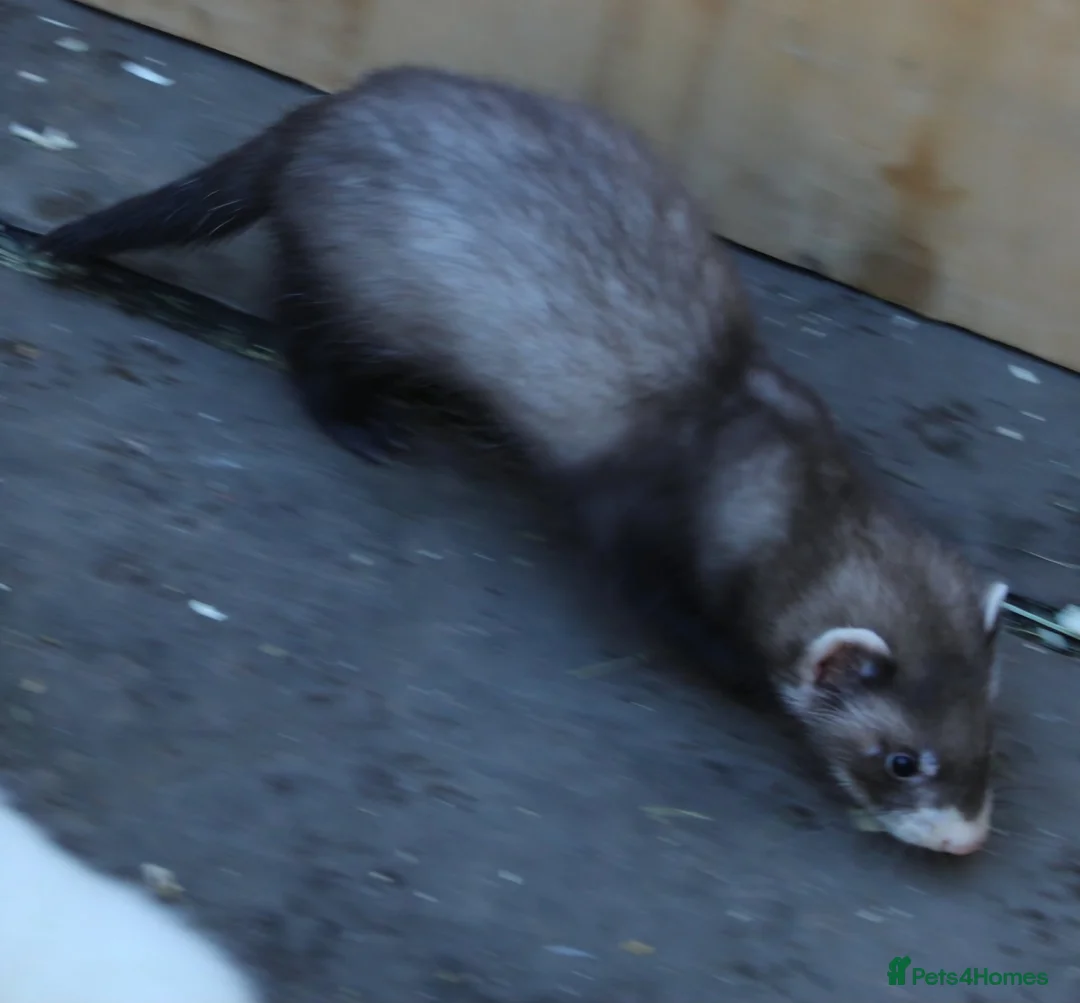 Ferret rodents for sale: Ferrets  in Castleford - Advert 2