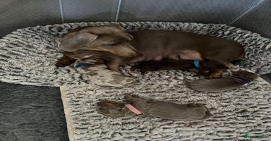 Miniature Dachshund dogs - Advert 11