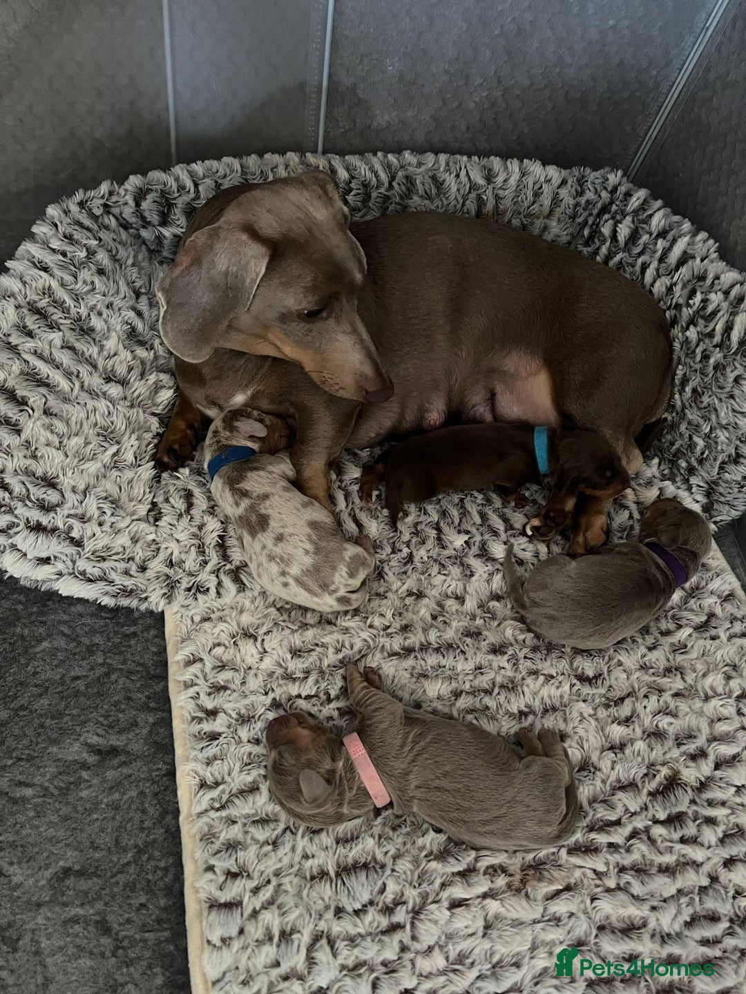 Miniature Dachshund dogs for stud: Halo Outstanding Isabella and Tan - Image 2