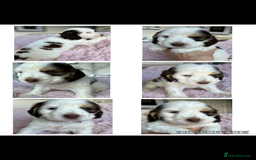 Cocker Spaniel dogs for sale: OUTSTANDING KC REG COCKER SPANIEL PUPPIES  - Image 21