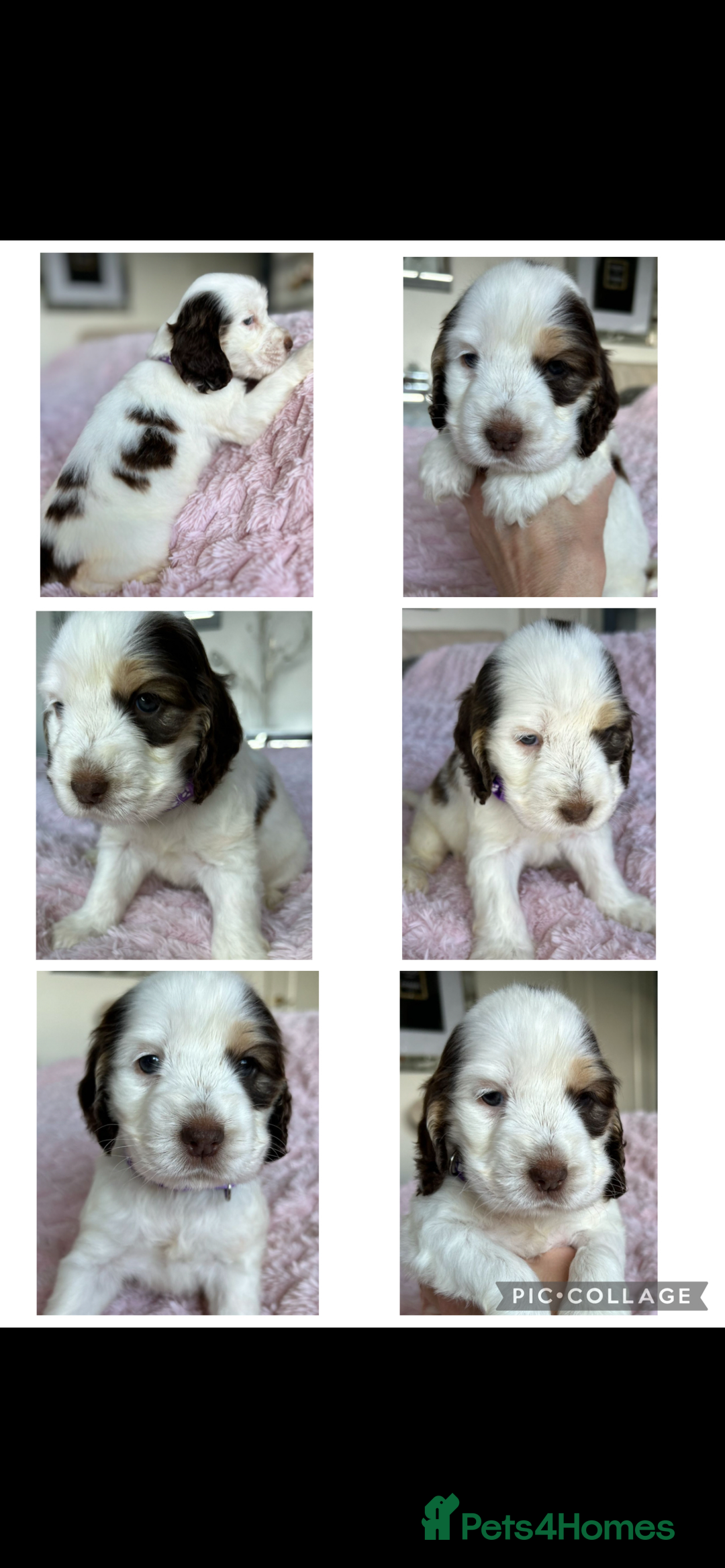 Cocker Spaniel dogs for sale: OUTSTANDING KC REG COCKER SPANIEL PUPPIES  - Image 21