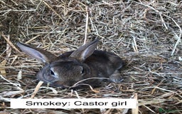 Rex rabbits for sale: Beautiful Purebred Velvet Mini Rex babies  - Image 8