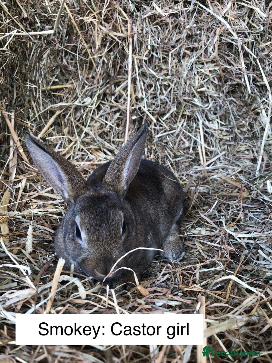 Rex rabbits for sale: Beautiful Purebred Velvet Mini Rex babies  - Image 8