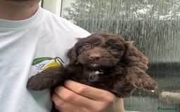 Cockapoo dogs for sale: 🌟 Stunning Cockapoo puppies  🌟  - Image 1