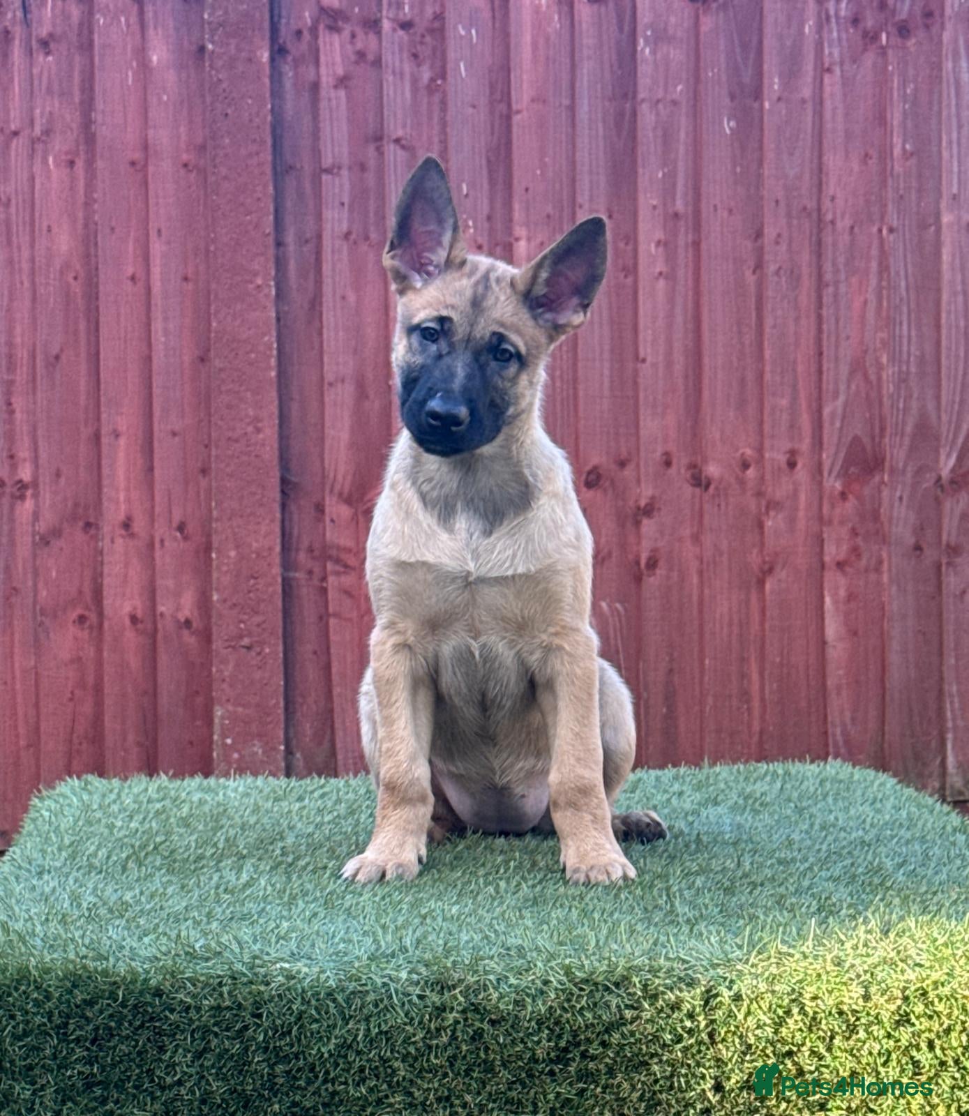 Belgian Shepherd Dog dogs 2 Girls Left READY NOW Belgian Malinois Pups  - Advert 2