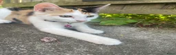 Domestic Shorthair cats for sale: Friendly 4 month old kittens for sale in Leicester - Advert 9