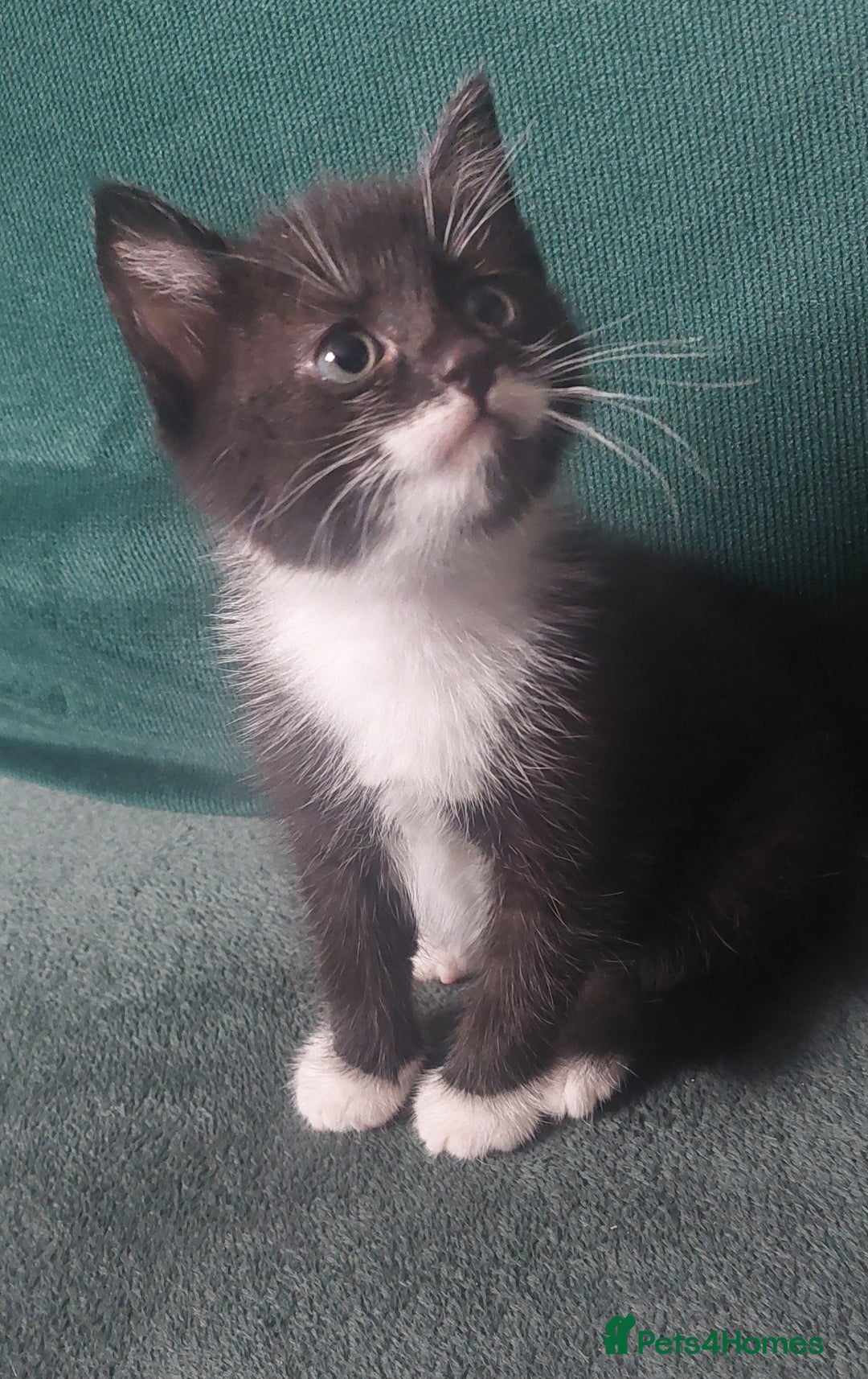 Mixed Breed cats for sale: 2 kittens male - Advert 3