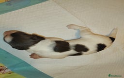 English Springer Spaniel dogs for sale: 🌟 Beautiful Springer Spaniel Litter - Image 11