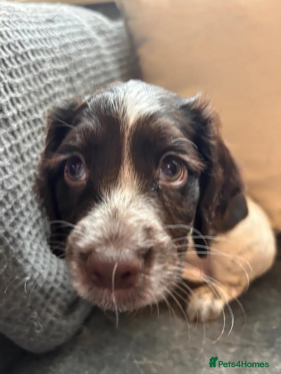 Cocker Spaniel dogs for sale: Blue Roan and Liver Roan Cocker Spaniels for Sale  - Advert 28