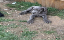 Great Dane dogs for sale: Great Dane puppies  - Image 2