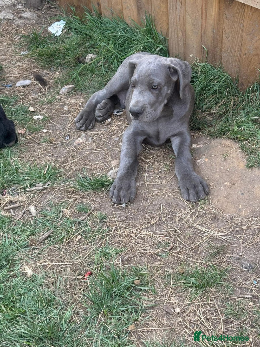 Great Dane dogs for sale: Great Dane puppies  - Image 2