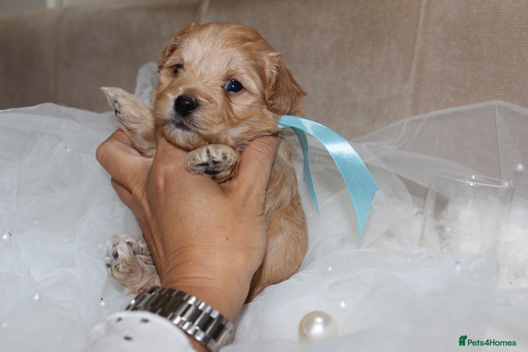 Maltipoo dogs for sale: F1 small Maltipoo puppies - Image 4