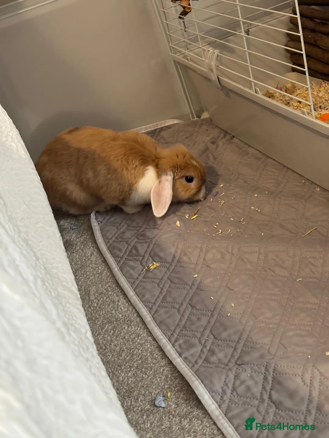 Mini Lop rabbits for sale: Mini lop for sale with indoor cage and accessories - Advert 3