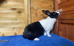 Dutch rabbits for sale: Female Dutch Rabbit - Image 4