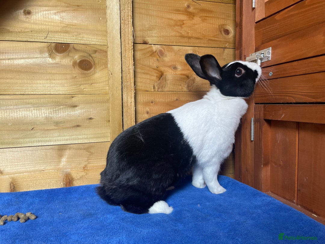 Dutch rabbits for sale: Female Dutch Rabbit - Image 4