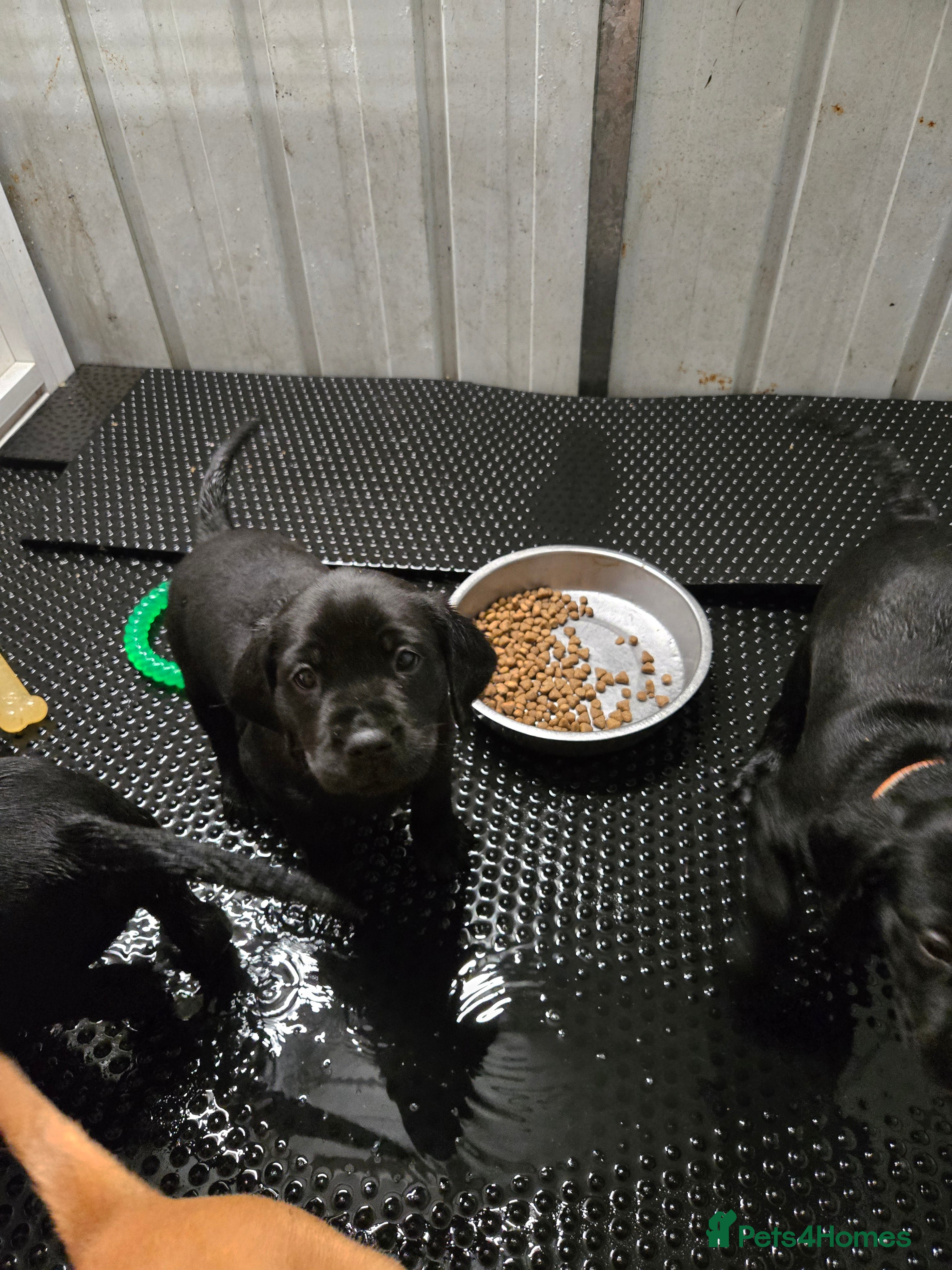 Labrador Retriever Puppy 4