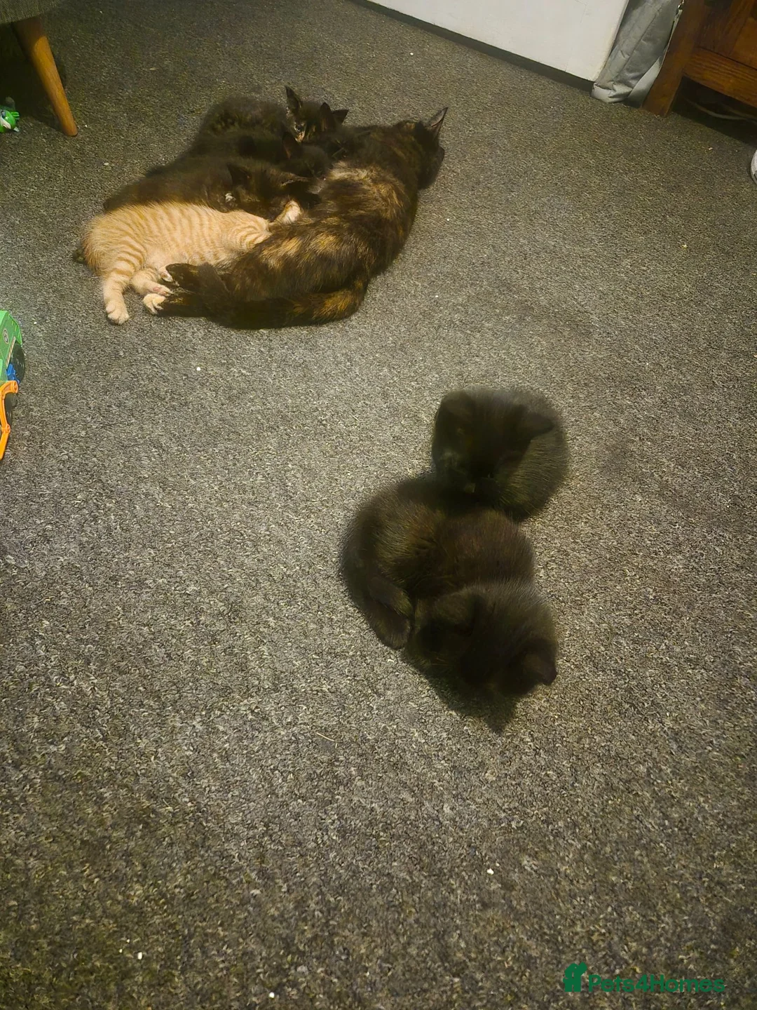 Mixed Breed cats for sale: Mixed breed kittens  - Advert 1