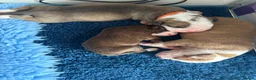 Alapaha Blue Blood Bulldog dogs for sale: Alapaha blue blood bulldogs  in Gloucester - Advert 17