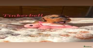 Cockapoo dogs - Advert 12