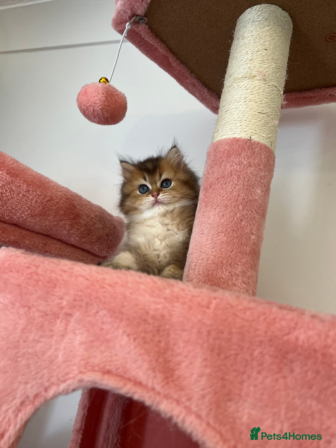 British Longhair cats for sale: Looking for a new family!!!!  - Image 18